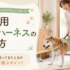 老犬用介護ハーネスの選び方をテーマに、シニア犬の歩行を飼い主が支えているアイキャッチ画像