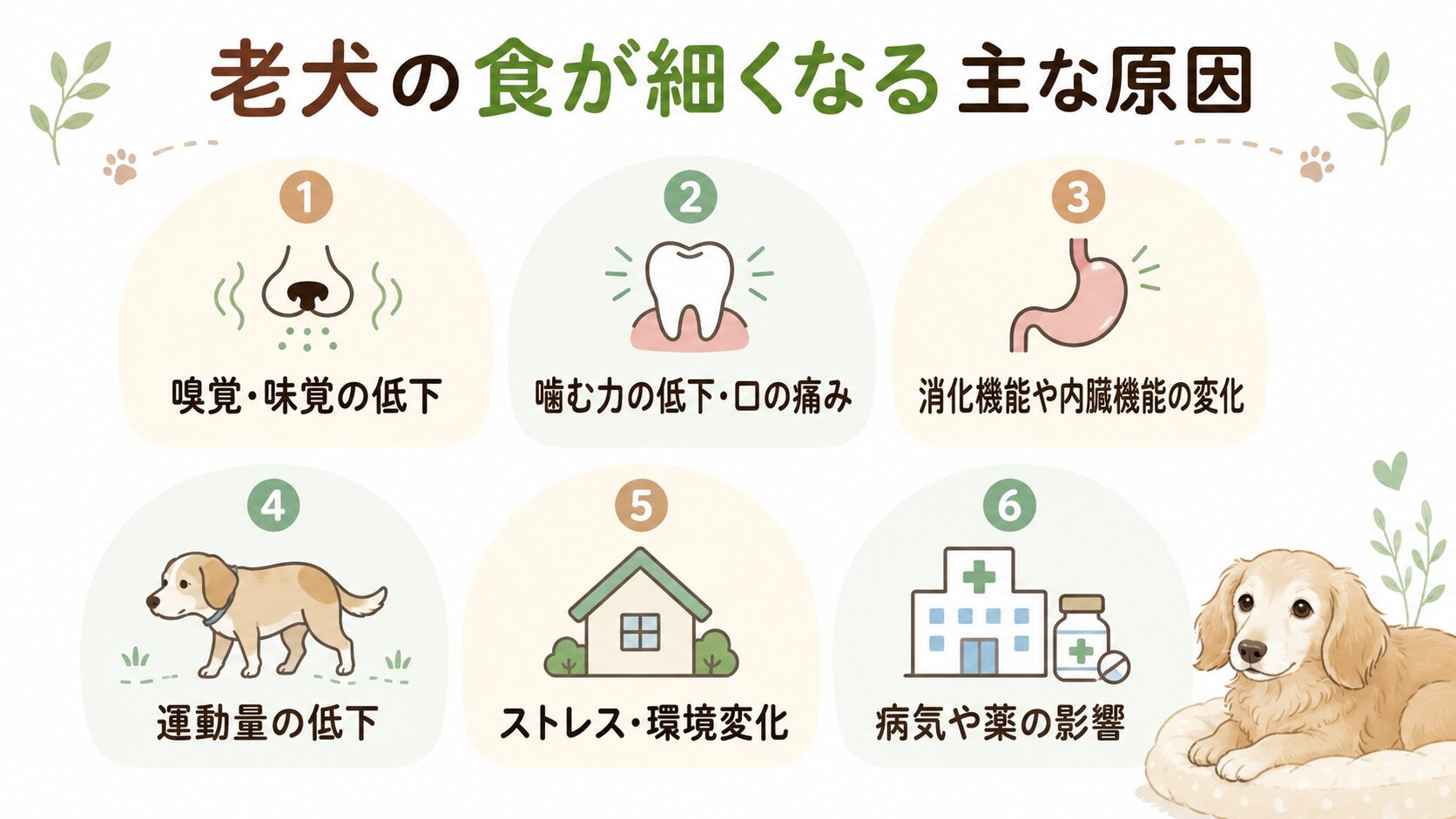老犬やシニア犬の食欲低下につながる主な原因を整理した図解
