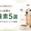 シニア犬に必要な栄養素5選と食事で気を付けるポイントを解説する記事のアイキャッチ画像