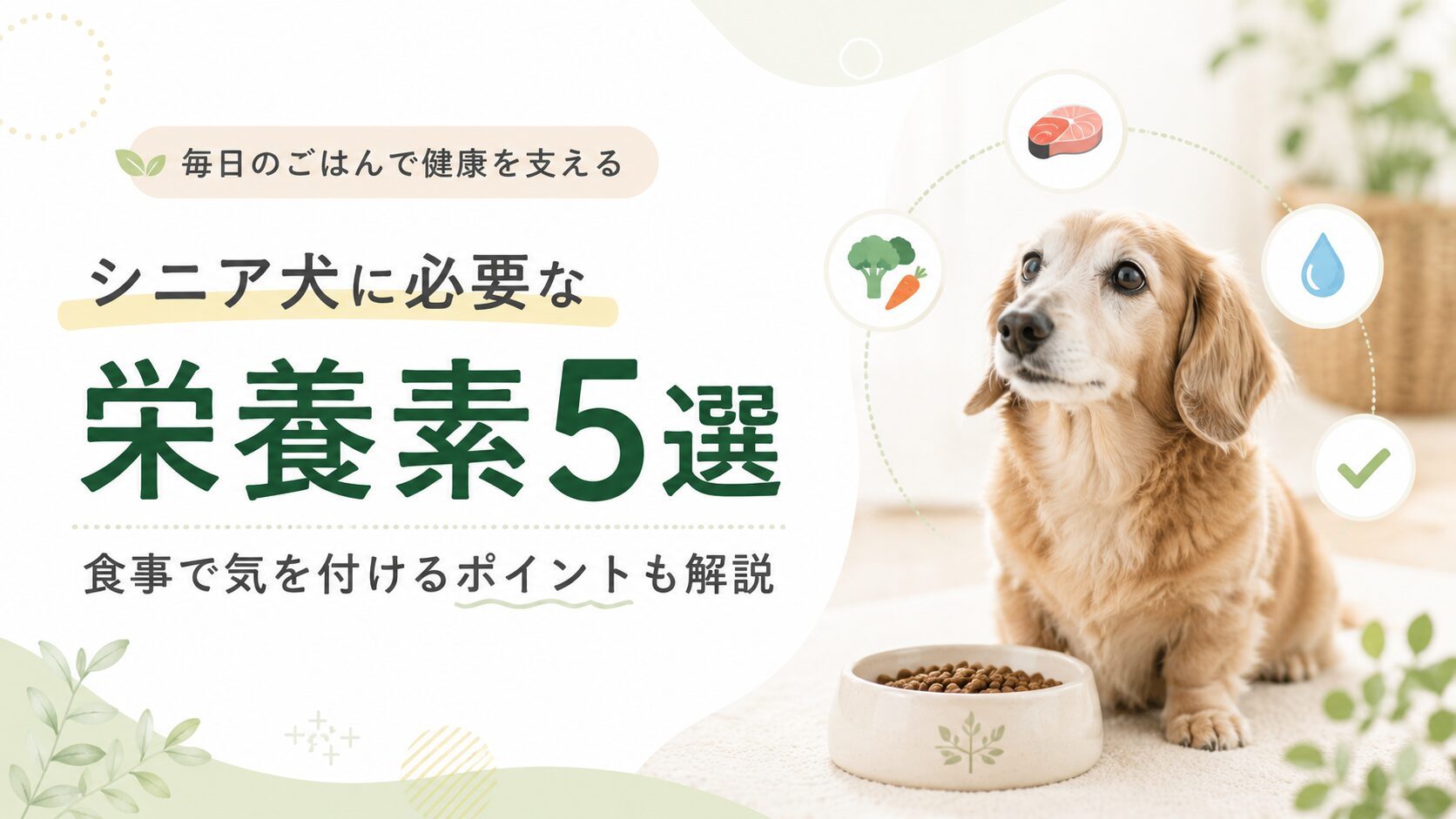 シニア犬に必要な栄養素5選と食事で気を付けるポイントを解説する記事のアイキャッチ画像