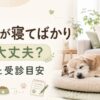 老犬が寝てばかりいるときの理由や受診目安、自宅でできるケアを解説する記事用アイキャッチ画像
