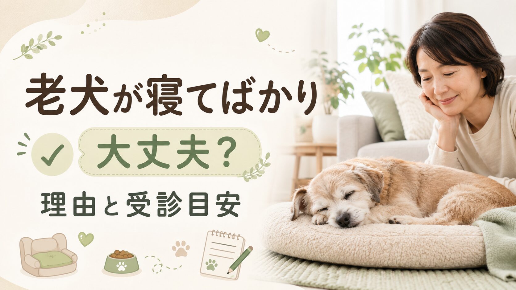 老犬が寝てばかりいるときの理由や受診目安、自宅でできるケアを解説する記事用アイキャッチ画像