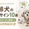 高齢犬の症状や老化サイン、見分け方とケアのヒントを解説する記事用のアイキャッチ画像