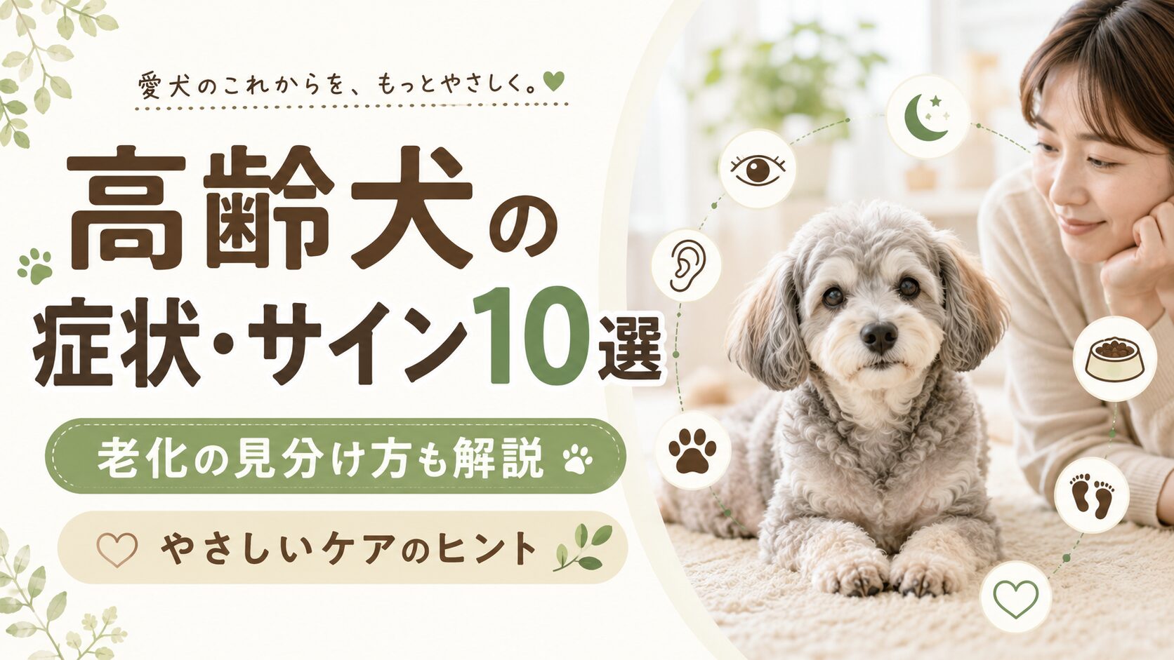 高齢犬の症状や老化サイン、見分け方とケアのヒントを解説する記事用のアイキャッチ画像