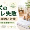 老犬のトイレ失敗が増えた原因と叱らずできる環境づくりを解説する記事用アイキャッチ画像