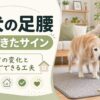 老犬の足腰が弱ってきたサインや歩き方の変化、自宅でできる工夫を解説する記事用アイキャッチ画像