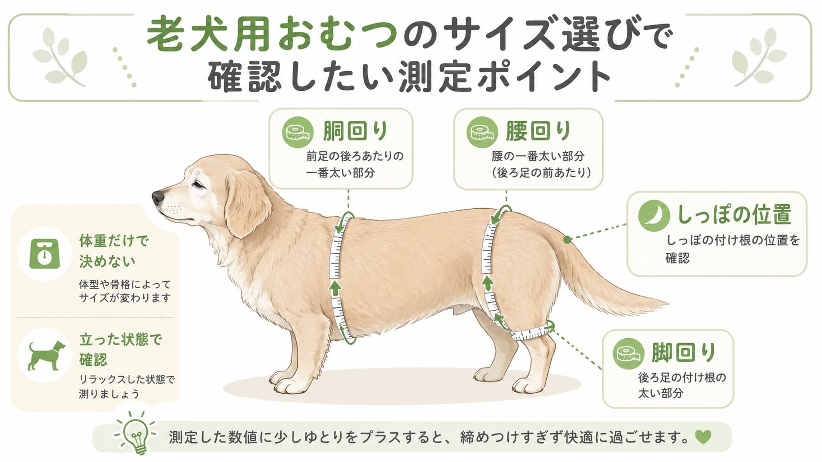 老犬用おむつのサイズを選ぶための測定ポイント図解