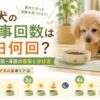老犬の食事回数の目安を解説する、シニア犬とフードボウルを描いた記事用アイキャッチ画像