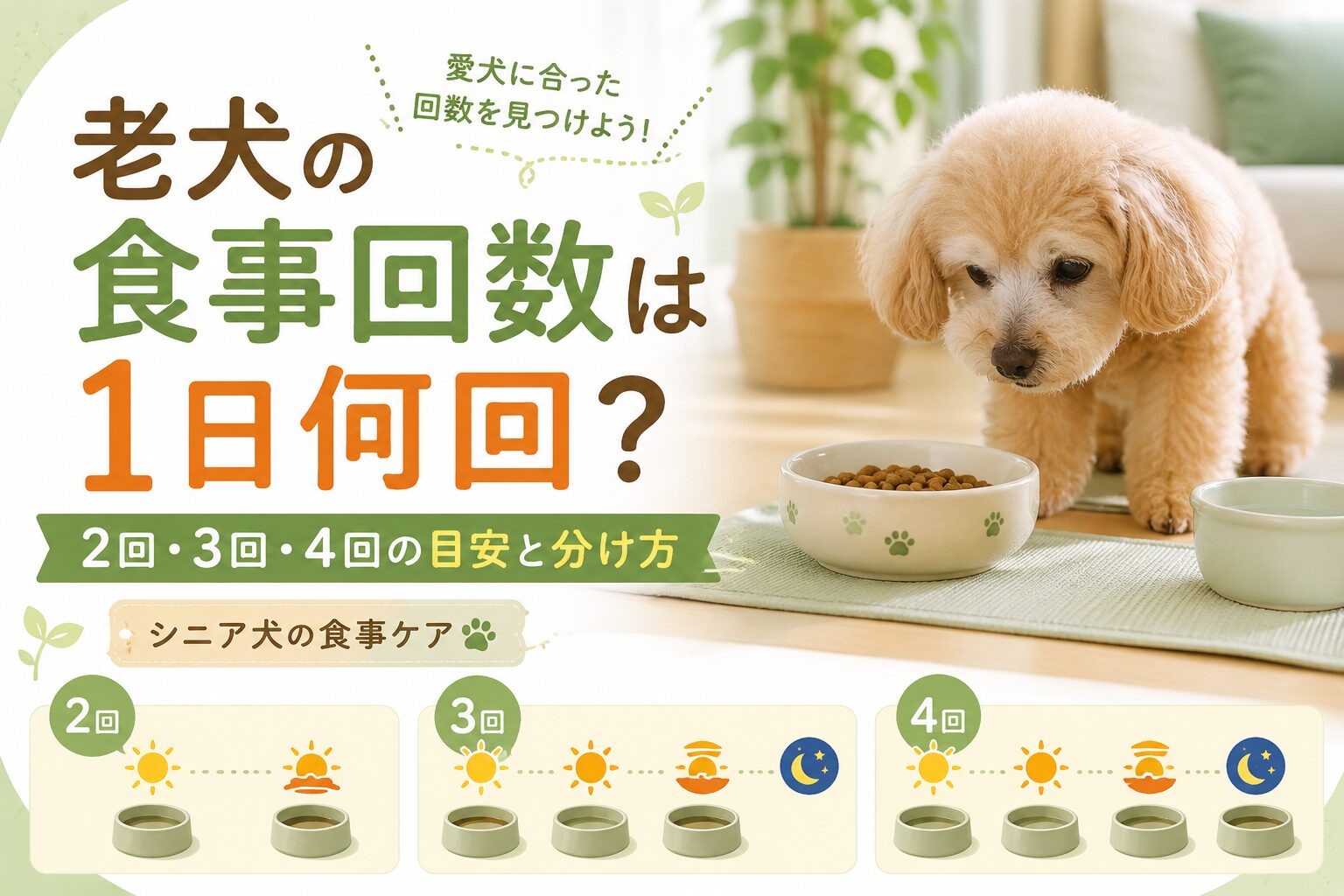 老犬の食事回数の目安を解説する、シニア犬とフードボウルを描いた記事用アイキャッチ画像