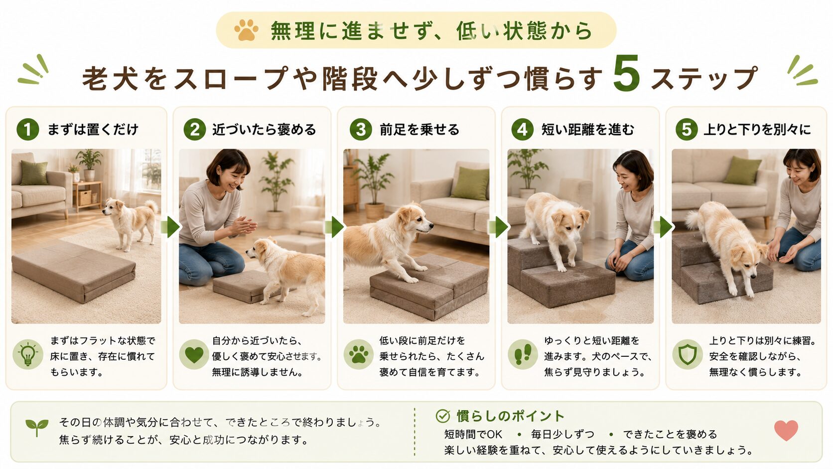 老犬を犬用スロープや階段へ少しずつ慣らす5つの手順