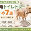 老犬用トイレトレーおすすめ7選の記事アイキャッチ画像。シニア犬と飼い主、低段差・広め・メッシュ付き・壁付きトイレを明るく清潔な室内で描いたデザイン