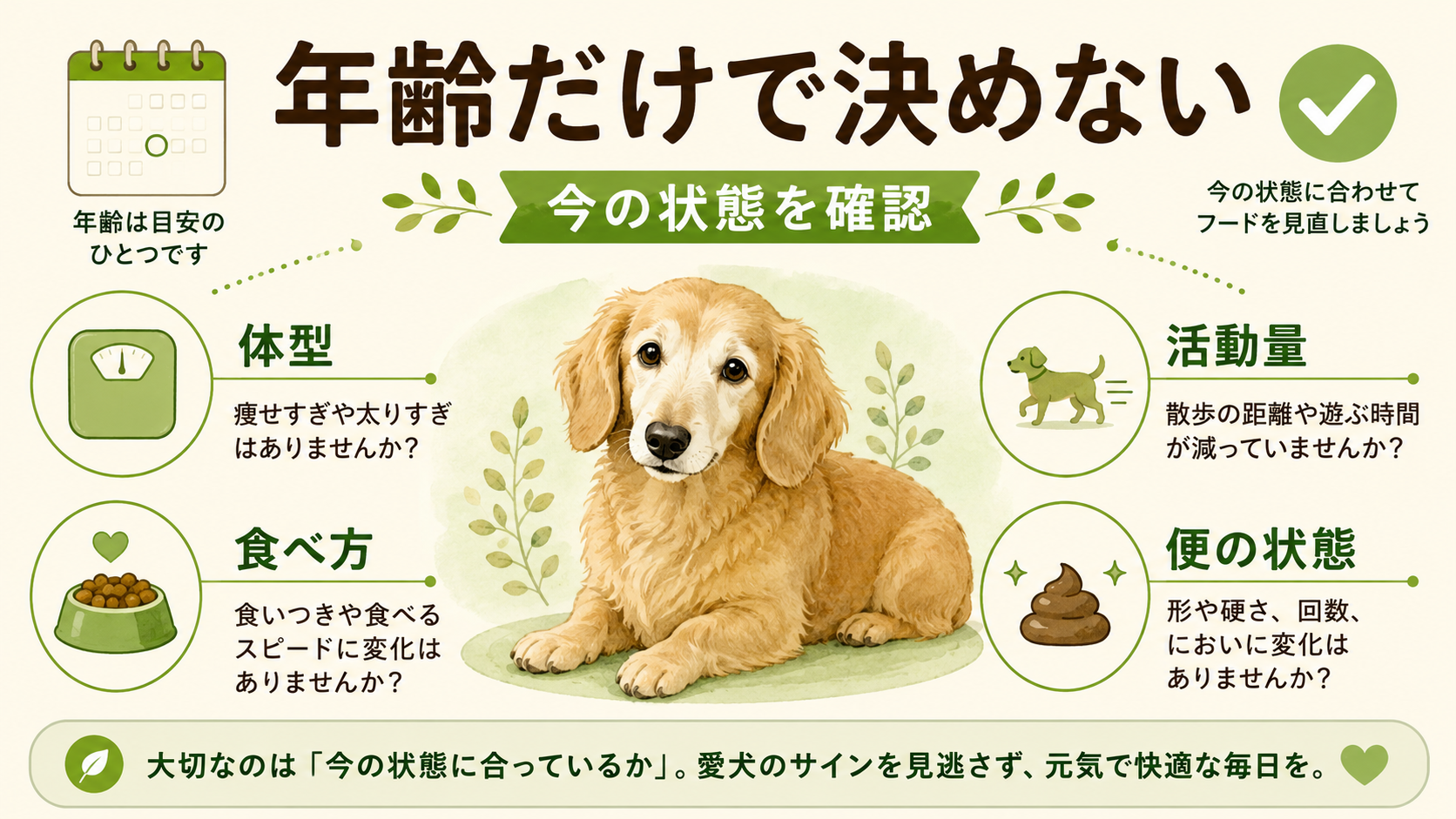 シニア犬のフード切り替えを年齢だけでなく体型や活動量から考える図解